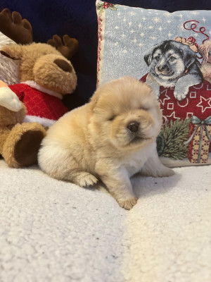 Les chiots de Chow Chow