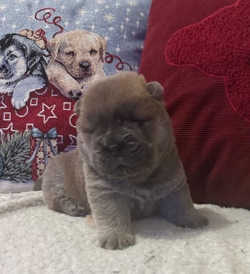 Les chiots de Chow Chow