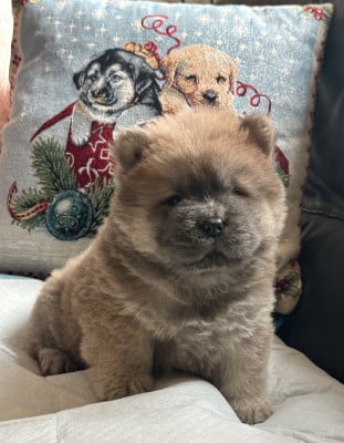 Les chiots de Chow Chow