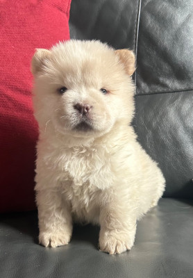 Les chiots de Chow Chow