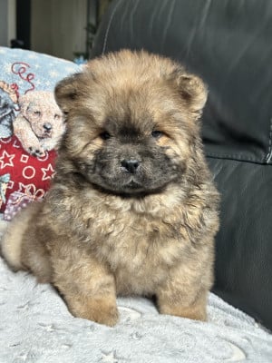 Les chiots de Chow Chow