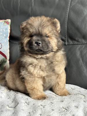 Les chiots de Chow Chow
