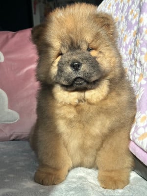 Les chiots de Chow Chow