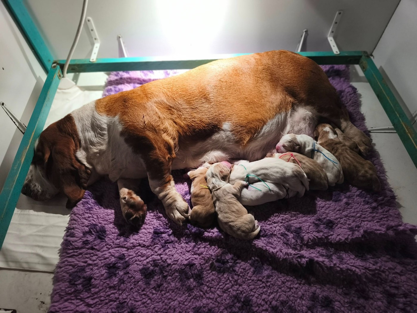 Basset Hound - Du Bois Des Bleizi