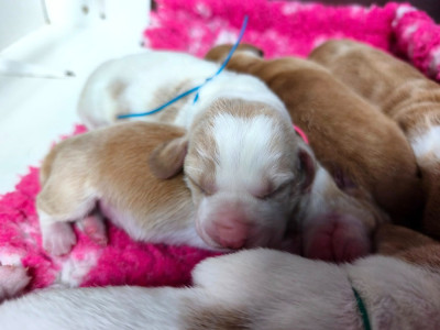 Les chiots de Basset Hound