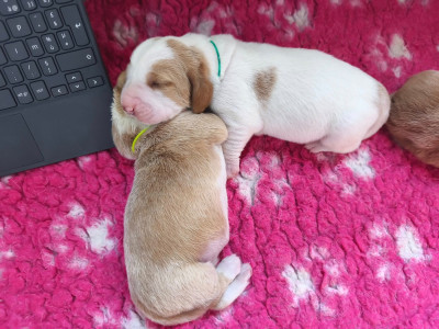 Les chiots de Basset Hound