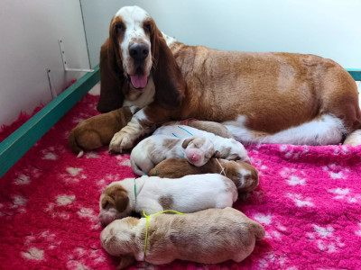 Les chiots de Basset Hound