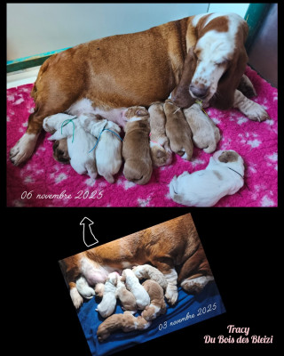 Les chiots de Basset Hound