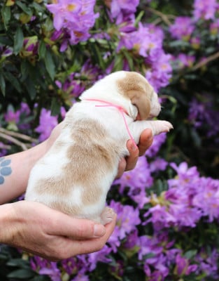 Les chiots de Basset Hound