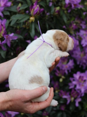 Les chiots de Basset Hound
