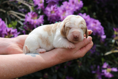 Les chiots de Basset Hound