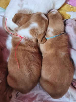 Les chiots de Basset Hound