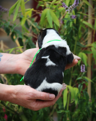 Les chiots de Basset Hound