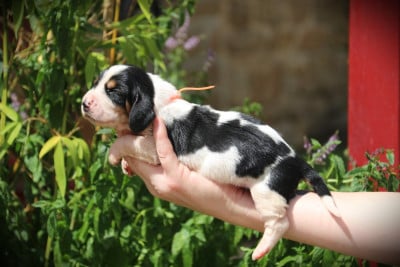 Les chiots de Basset Hound