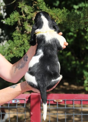 Les chiots de Basset Hound