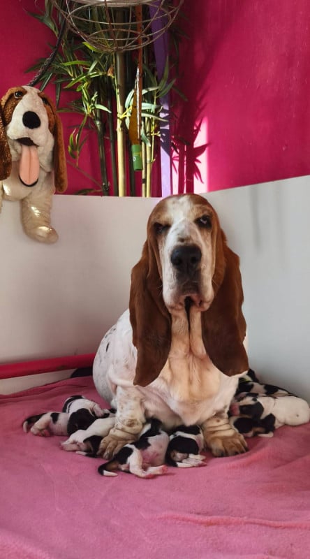 Basset Hound - Du Bois Des Bleizi