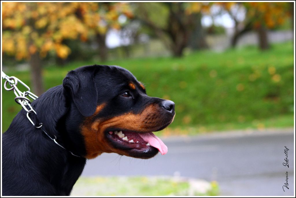 Mila Du Bois Des Bleizi - 2ème TRÈS BON ( classe Jeune )