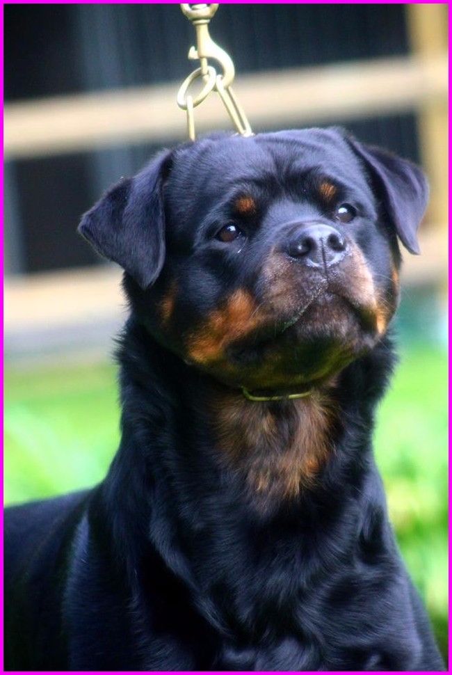 Heizer du rocher de Mutzig - 3ème TRÈS BON ( classe Jeune )