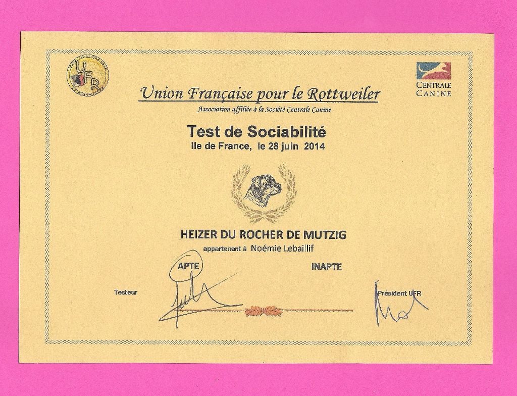 Heizer du rocher de Mutzig - BH ( Test de race: sociabilité )