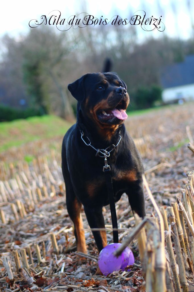 Mila Du Bois Des Bleizi - 2ème EXCELLENT + RCACS ( classe Ouverte )