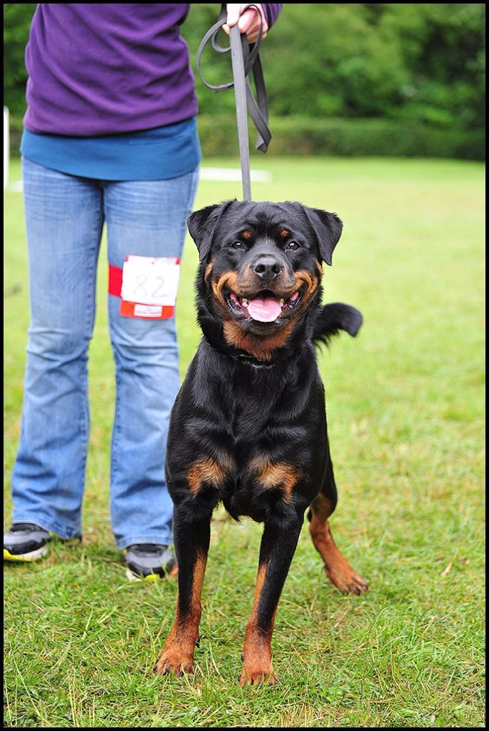Heizer du rocher de Mutzig - TRÈS PROMETTEUR + MEILLEUR PUPPY ( classe Puppy )