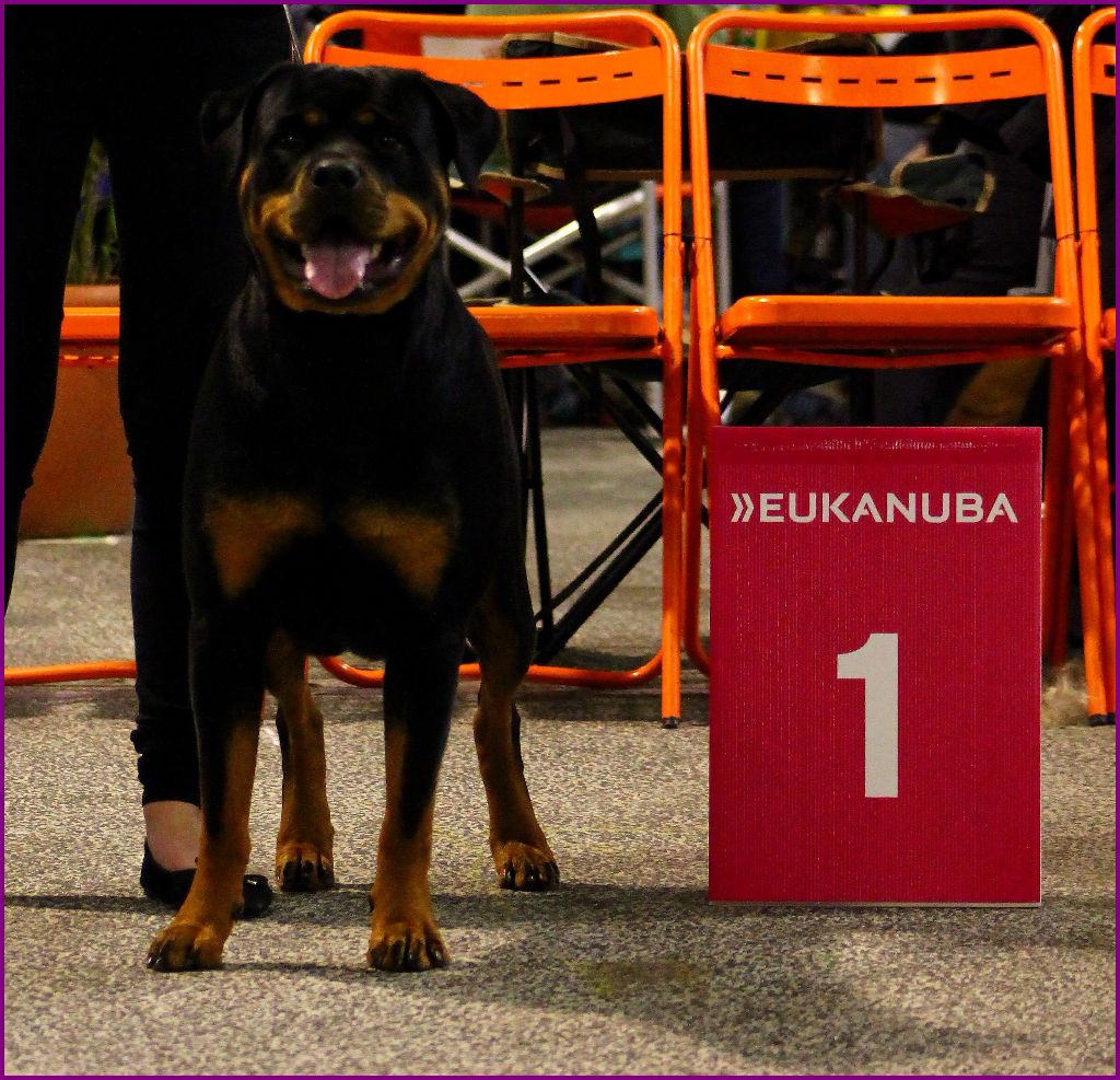 Mila Du Bois Des Bleizi - 1ère EXCELLENT + MEILLEUR JEUNE + CONFIRMATION ( classe Jeune )