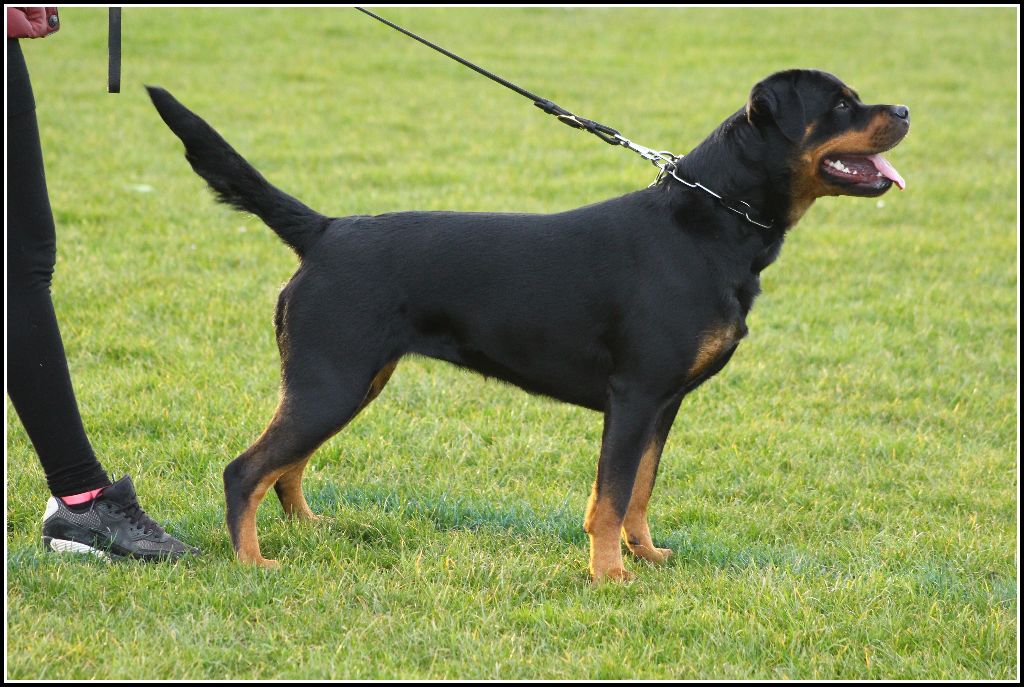 Mila Du Bois Des Bleizi - 1ère EXCELLENT ( classe Intermédiaire )