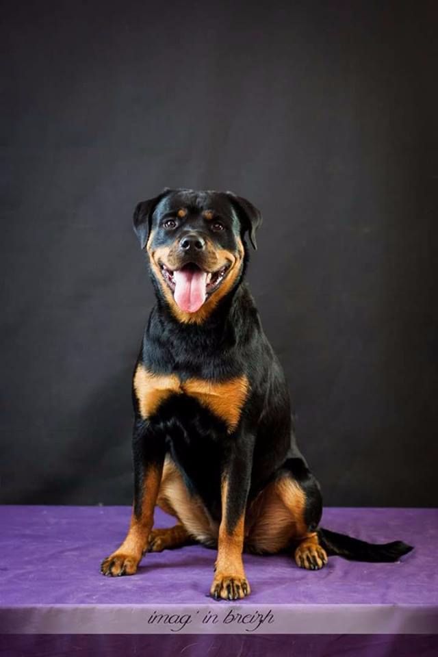 Mila Du Bois Des Bleizi - 1ère EXCELLENT + MEILLEUR JEUNE + MEILLEUR DE SEXE OPPOSE ( classe Jeune )