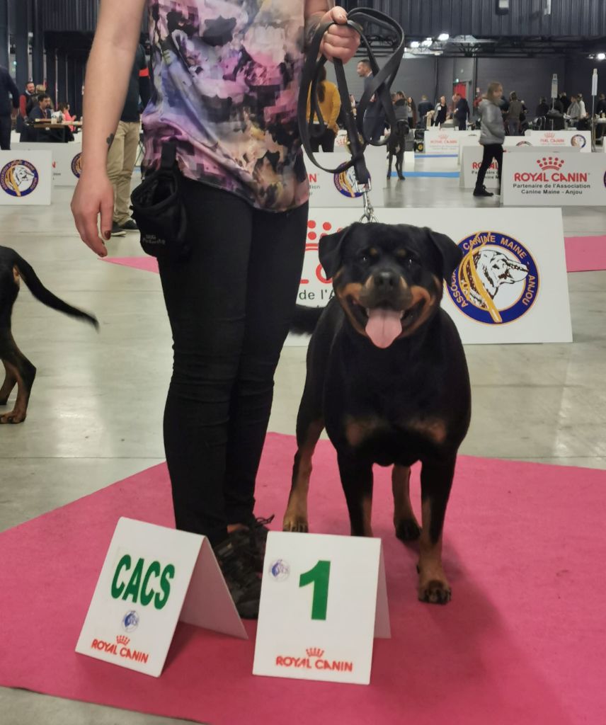 Mila Du Bois Des Bleizi - 1ère EXCELLENT + CACS + MEILLEUR FEMELLE ( classe Ouverte )