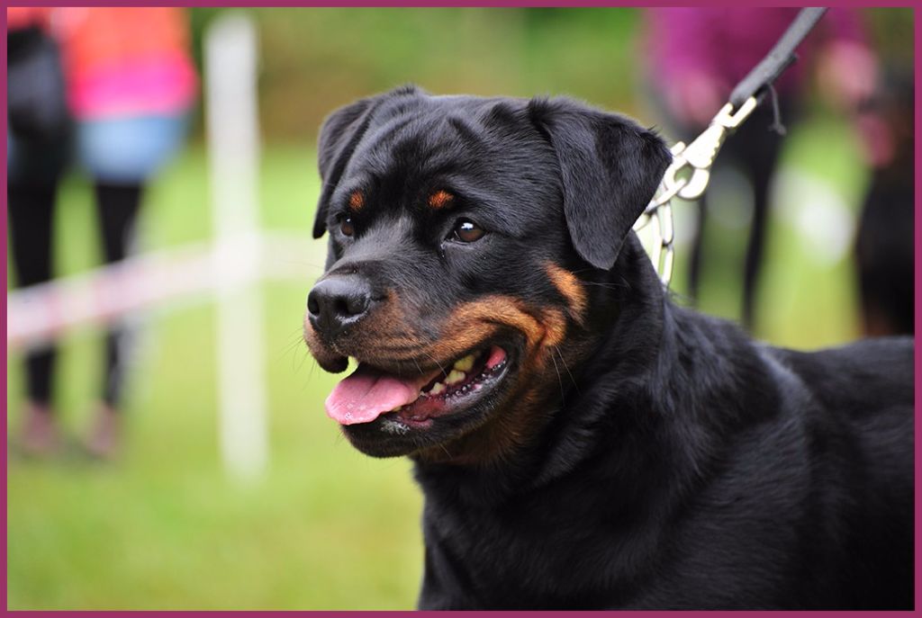 Heizer du rocher de Mutzig - TRÈS PROMETTEUR ( classe Puppy )