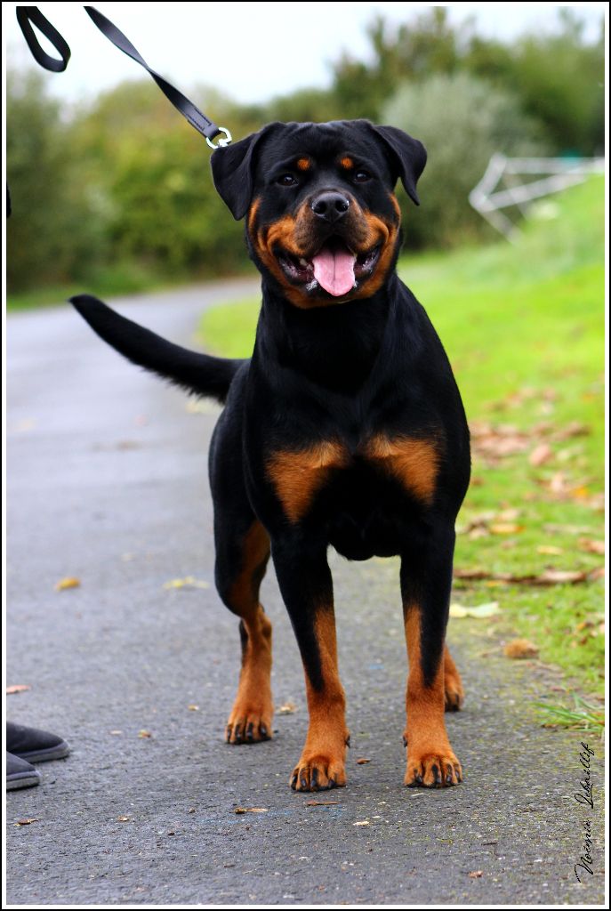 Mila Du Bois Des Bleizi - 3ème TRÈS BON ( classe Jeune )