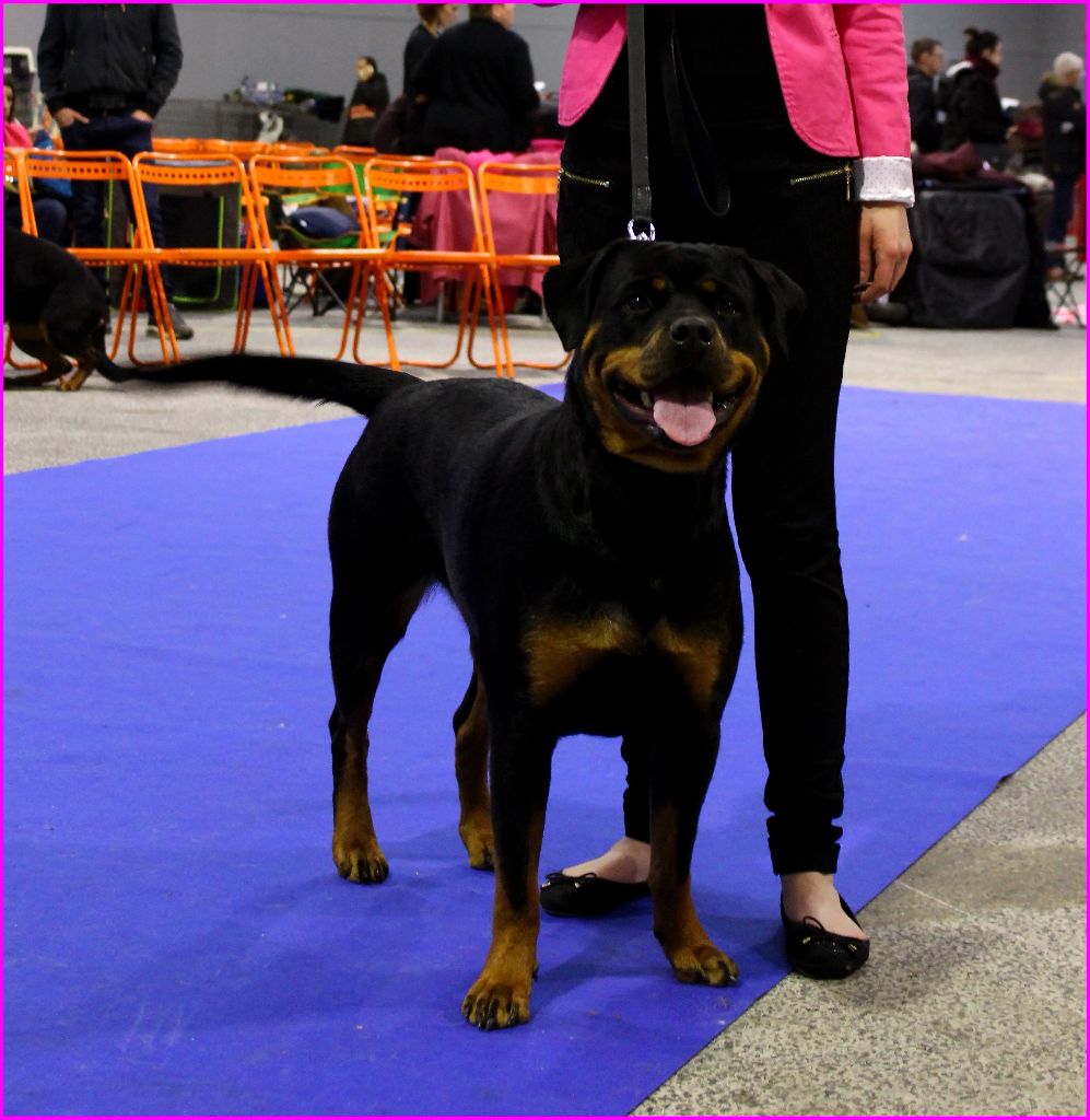 Mila Du Bois Des Bleizi - 4ème EXCELLENT ( classe Intermédiaire )