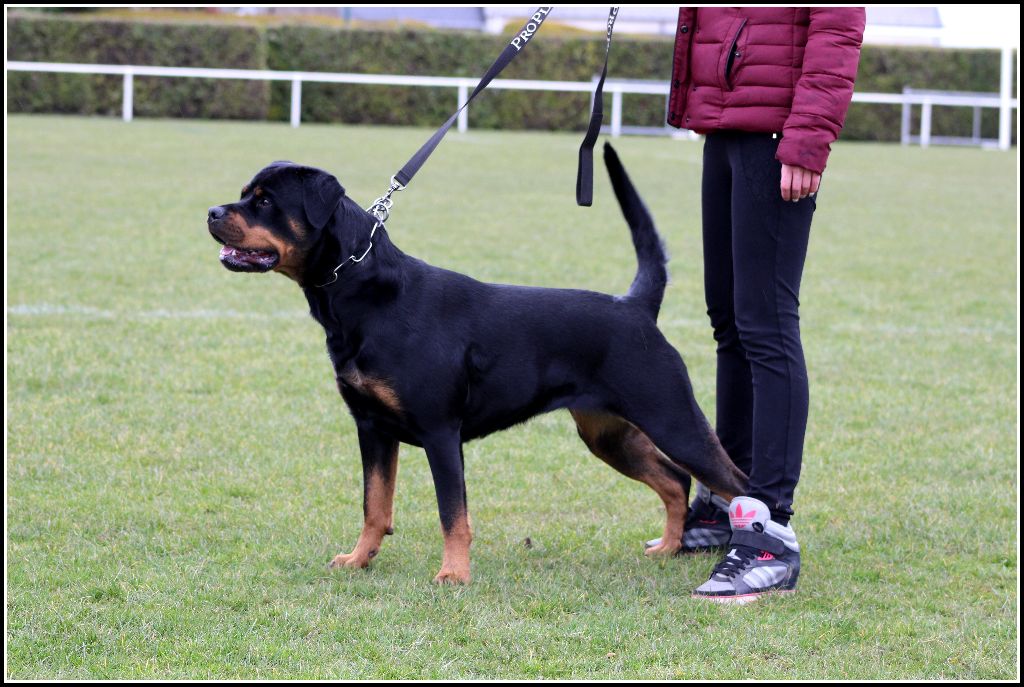 Mila Du Bois Des Bleizi - 4ème TRÈS BON ( classe Intermédiaire )