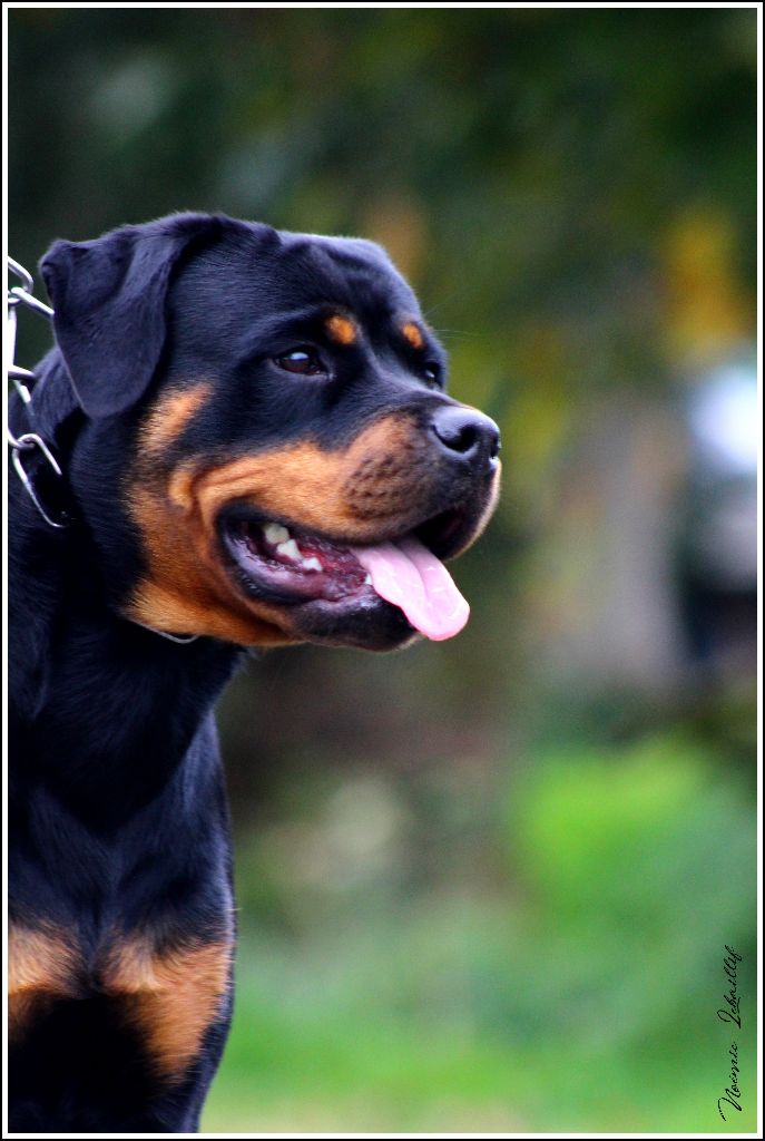 Mila Du Bois Des Bleizi - 2ème EXCELLENT ( classe Jeune )