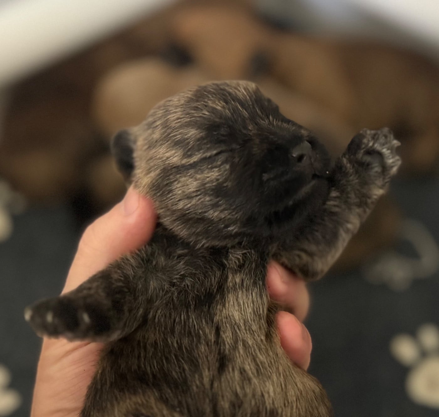 CHIOT 3 - Cairn Terrier