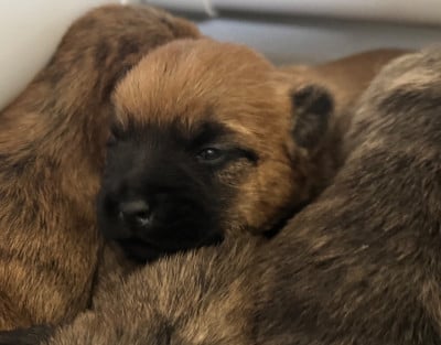 Les chiots de Cairn Terrier