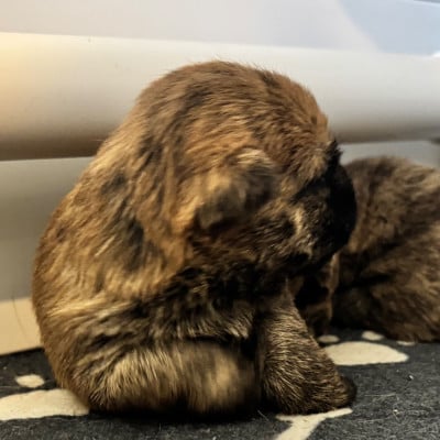 CHIOT 2 - Cairn Terrier