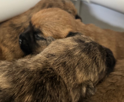 Les chiots de Cairn Terrier