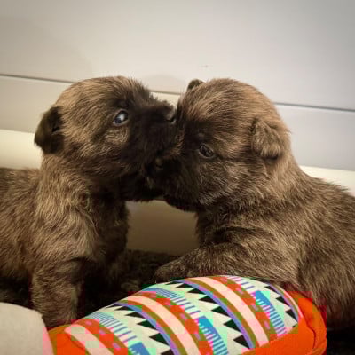 Les chiots de Cairn Terrier