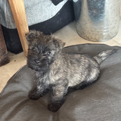 Les chiots de Cairn Terrier
