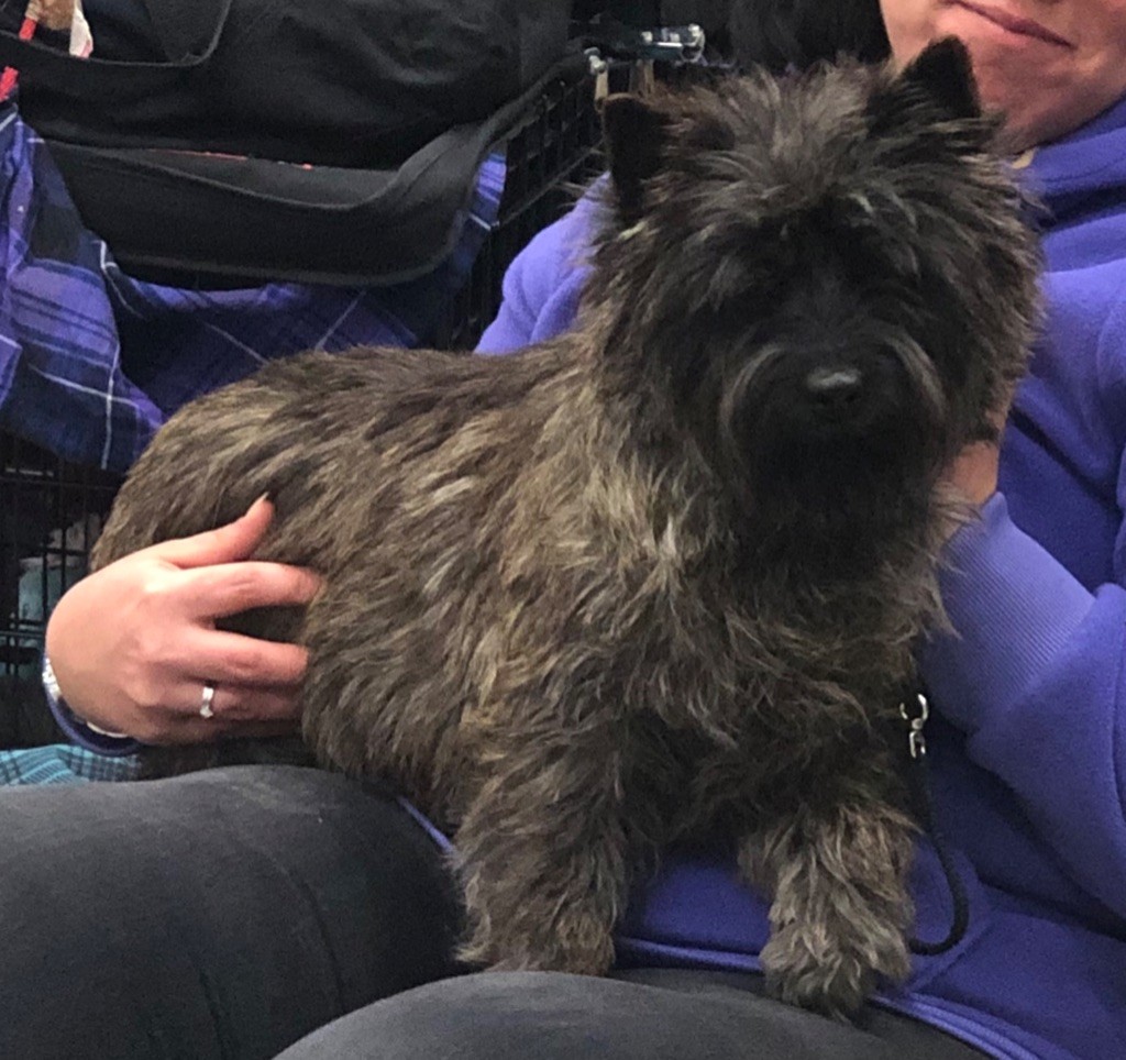 Chien Cairn Terrier CH pic