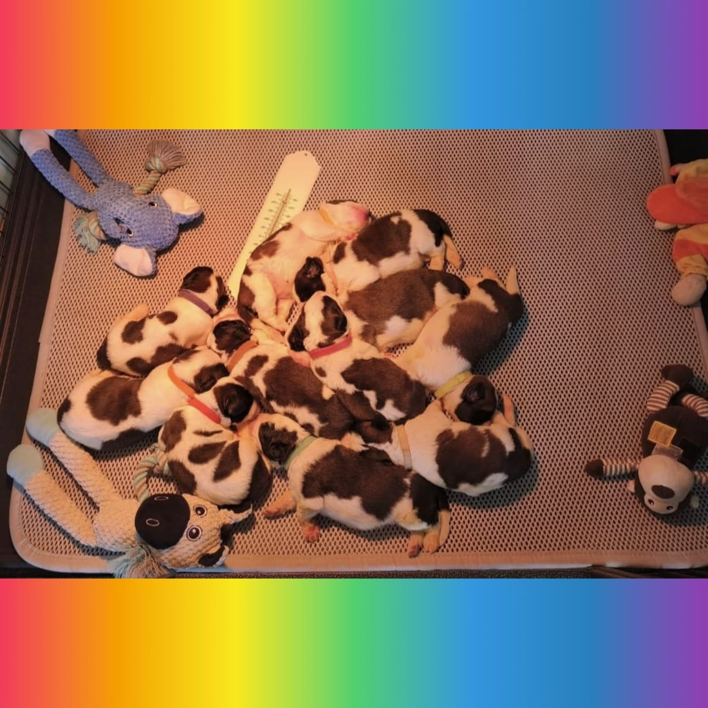 Chien du Saint-Bernard - Du Jolyreve d'Amandine