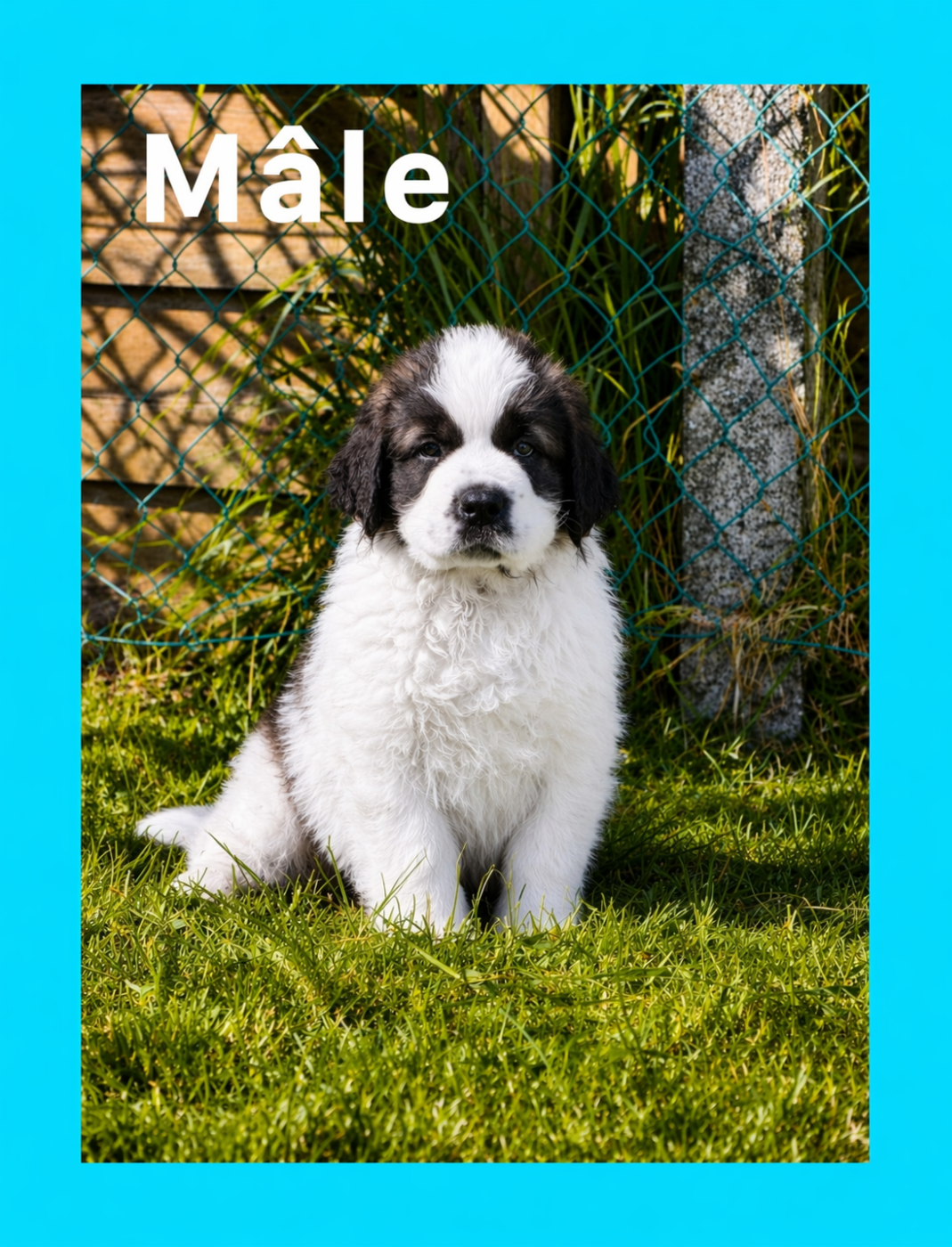 Collier Bleu clair - Chien du Saint-Bernard