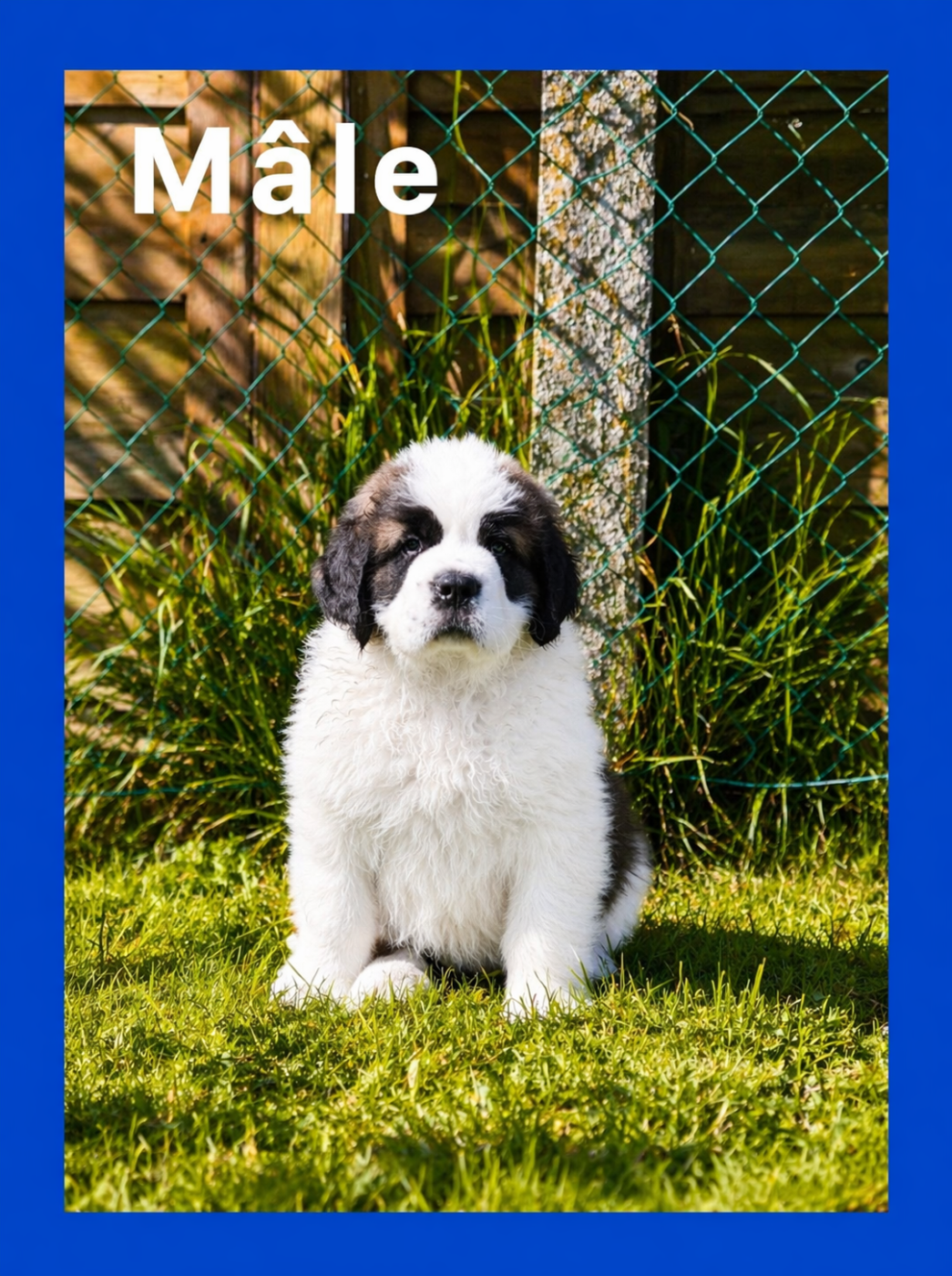 Collier Bleu fonce - Chien du Saint-Bernard