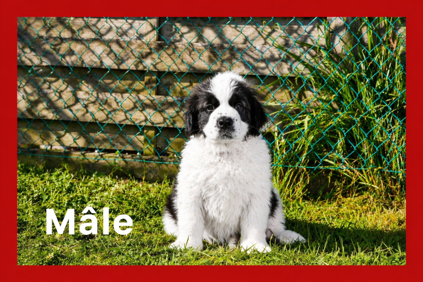 Collier Rouge - Chien du Saint-Bernard