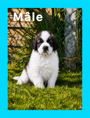 Les chiots de Chien du Saint-Bernard