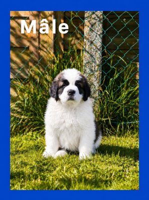 Les chiots de Chien du Saint-Bernard