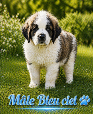 Les chiots de Chien du Saint-Bernard