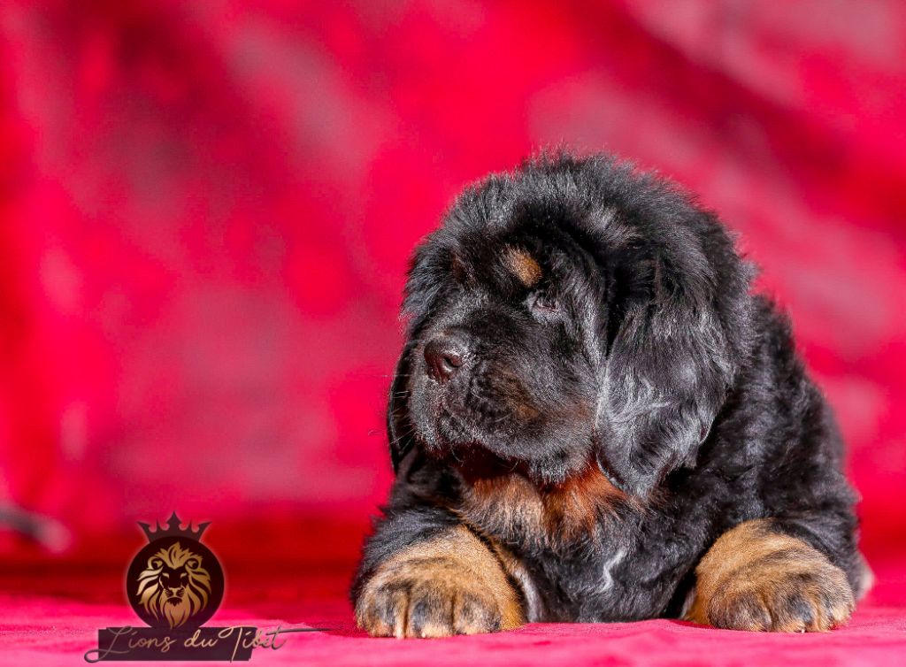 Chiot - Elevage Des Lions Du Tibet - eleveur de chiens Dogue du Tibet
