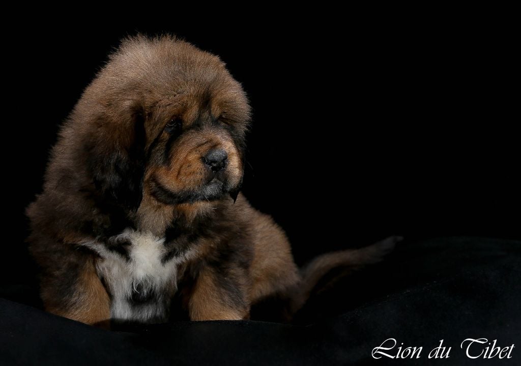 Chien - Elevage Des Lions Du Tibet - eleveur de chiens Dogue du Tibet